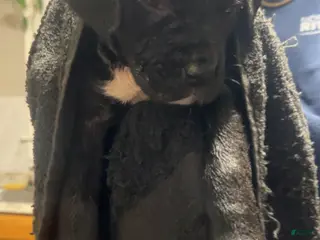 Cane Corso dogs for sale: Cane Corso Puppy 5 - Ad 4