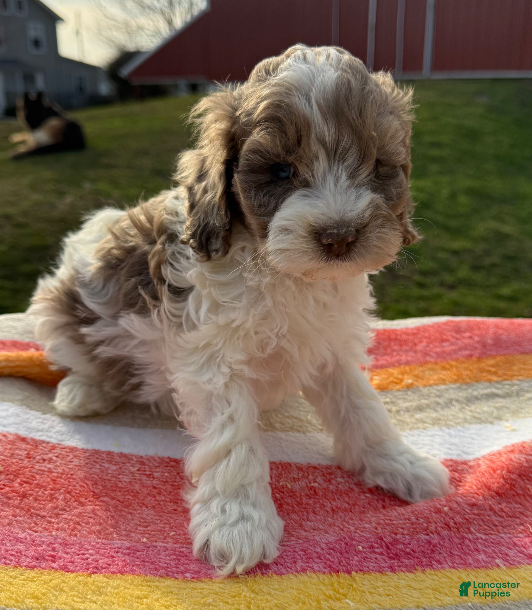 Cockapoo dogs Cockapoo Puppy 1 - Ad 32