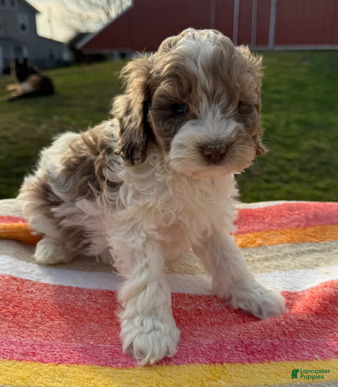 Cockapoo dogs for sale: Cockapoo Puppy 1 - Ad 1