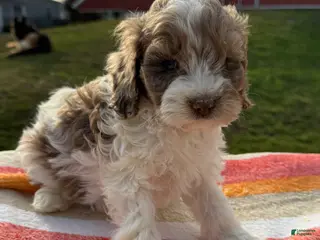 Cockapoo dogs Cockapoo Puppy 1 - Ad 32