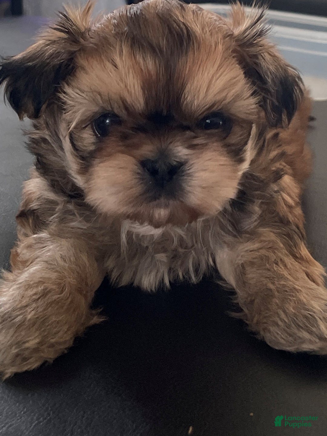 Gallery Image {{count}}