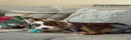 Miniature Australian Shepherd dogs for sale: Miniature Australian Shepherd 4 - Ad 5