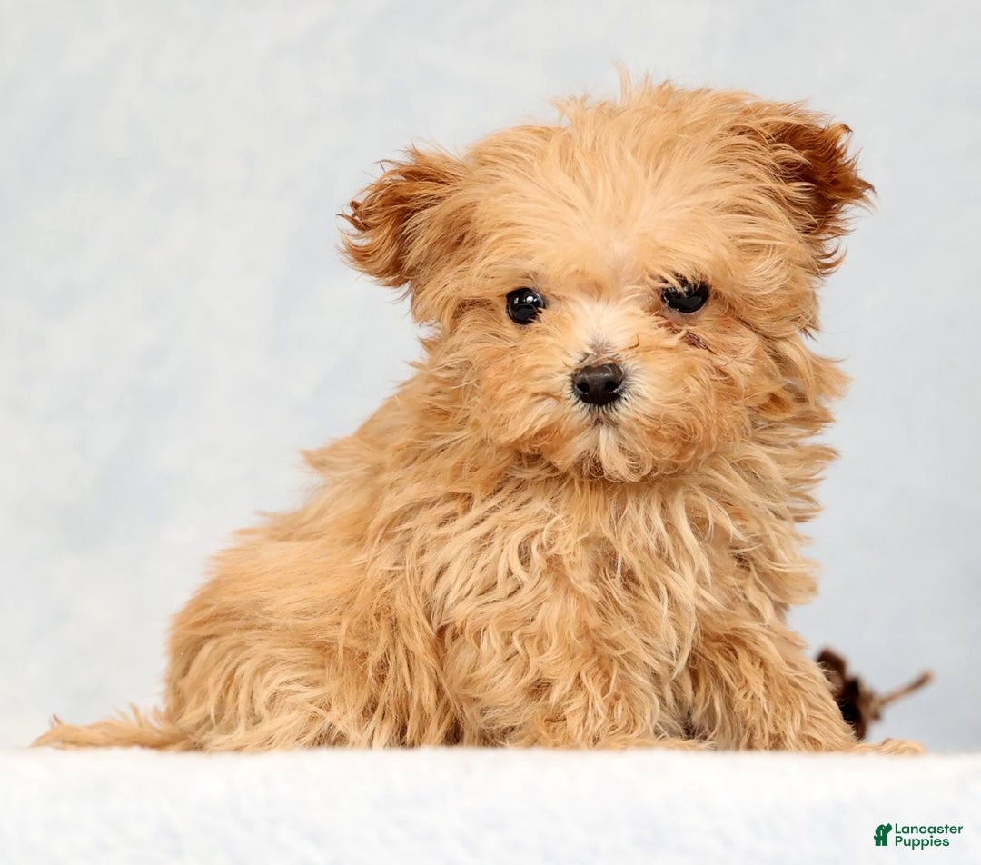 Havapoo dogs for sale: Uma - Ad 6