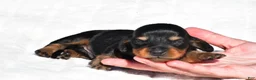 Miniature Dachshund dogs for sale: Howard - Ad 7