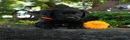 Labrador Retriever dogs for sale: Timmy - Ad 5