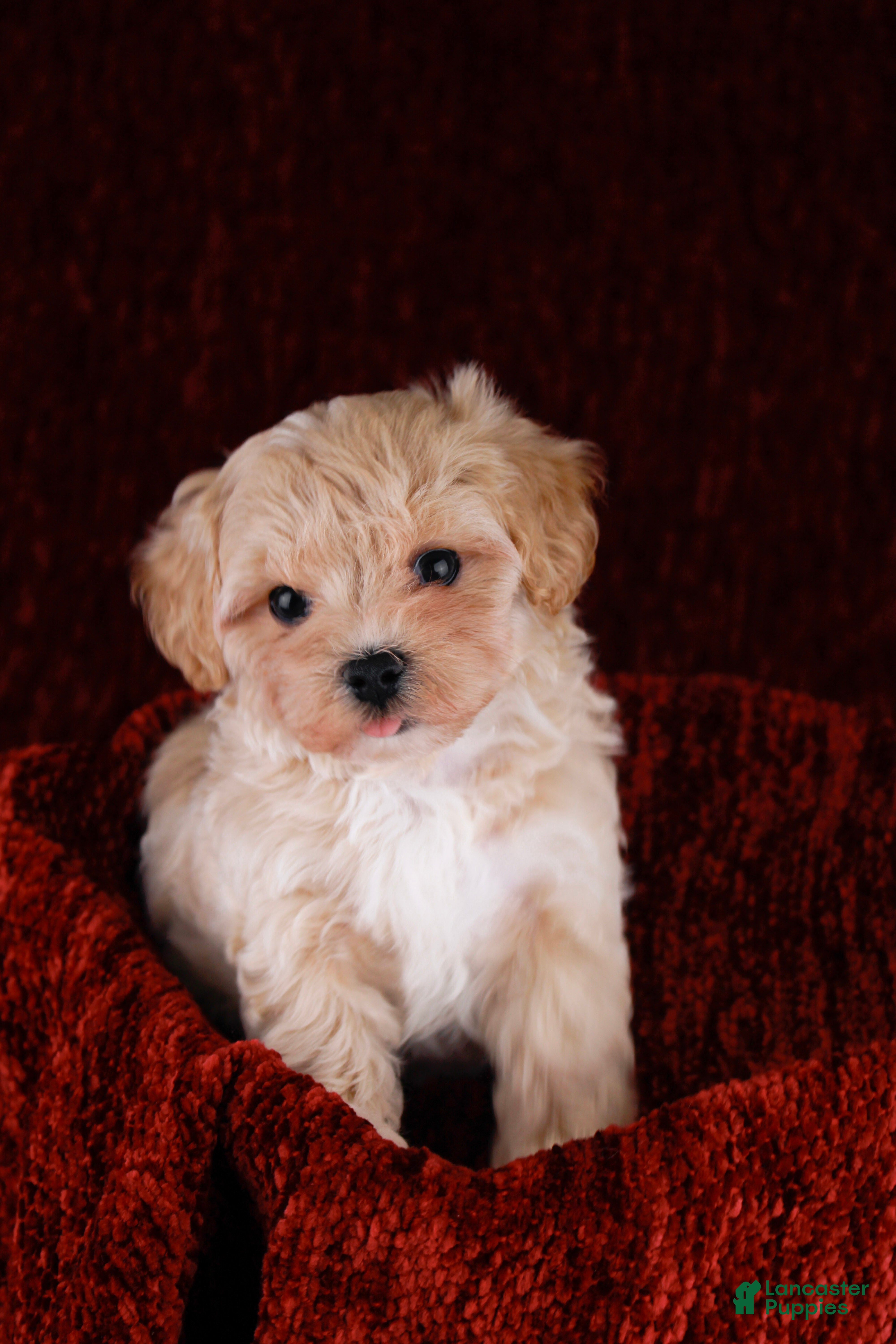 Maltipoo dogs Button - Ad 2