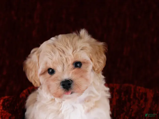 Maltipoo dogs for sale: Button - Ad 2