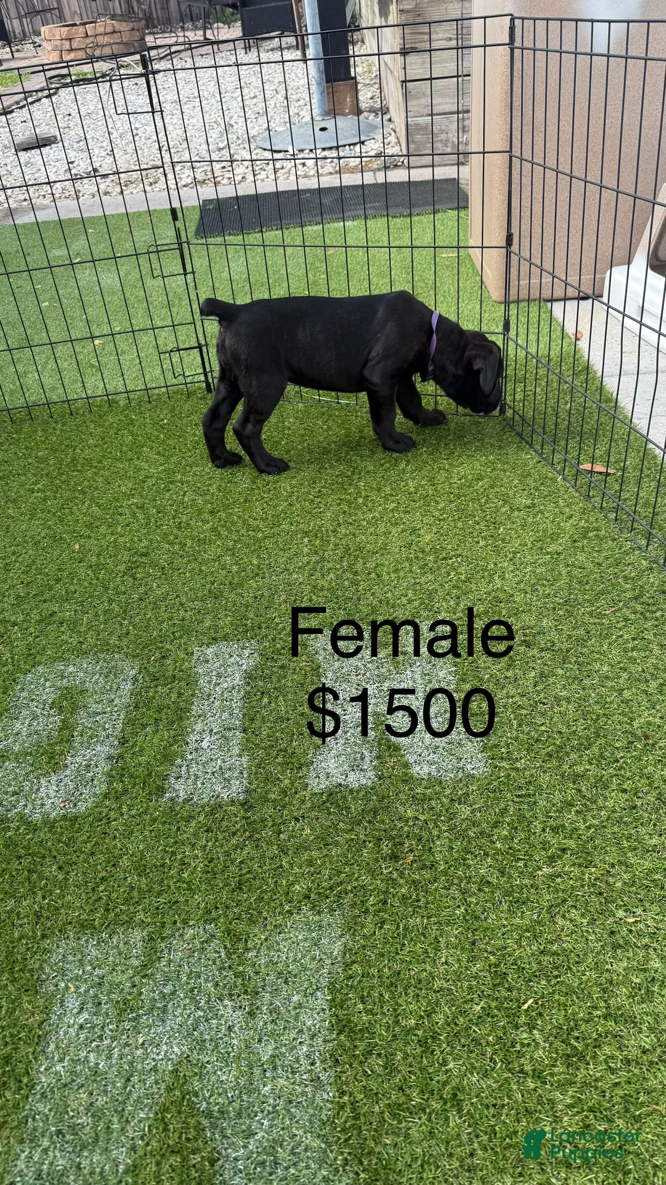 Cane Corso dogs Cane Corso Puppy 8 - Ad 37
