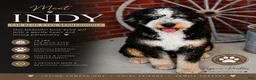 Bernedoodle dogs for sale: Banner - Ad 4