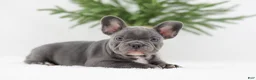 French Bulldog dogs for sale: Hannah - Ad 9