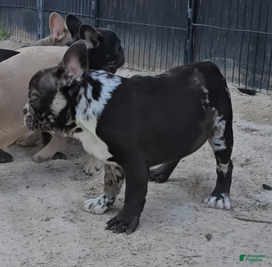 French Bulldog dogs for sale: French Bulldog Puppy 1 - Ad 3