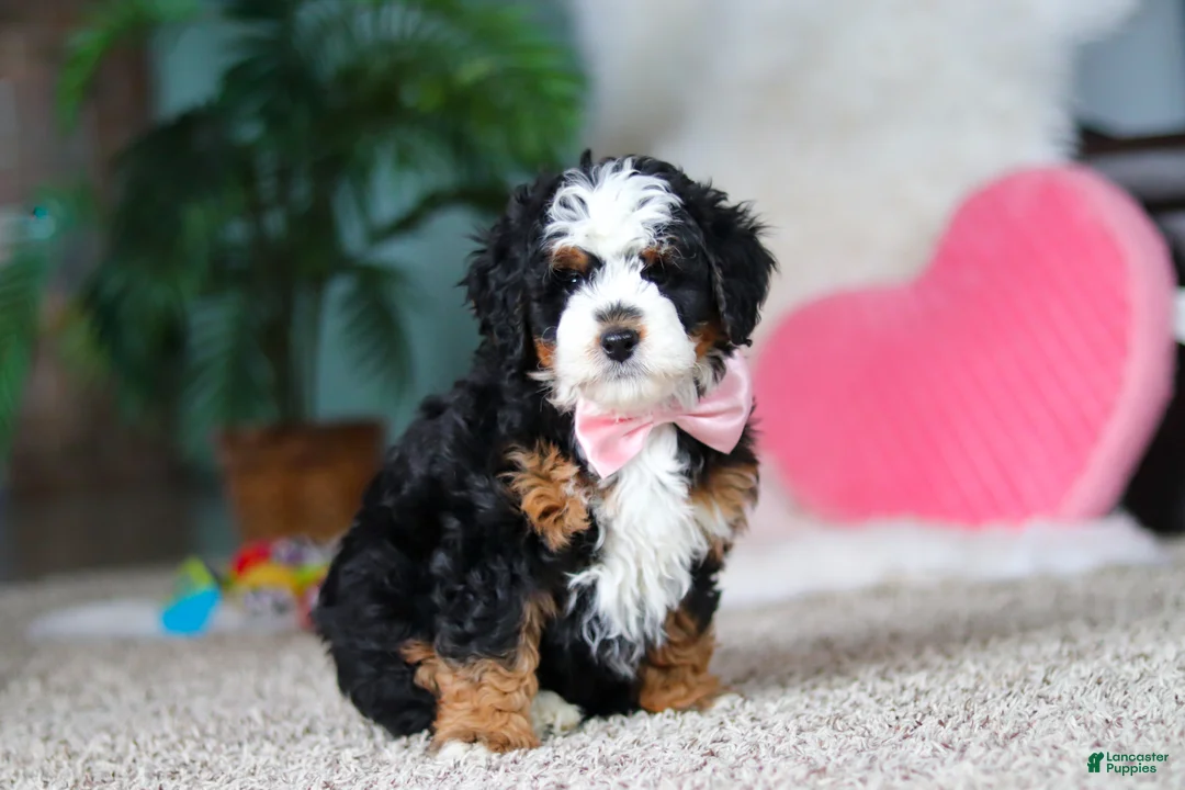 Mini Bernedoodle dogs for sale: Ruby - Ad 5