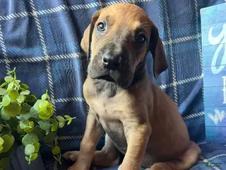 Great Dane dogs Annie Oakley - Ad 24