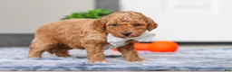 Mini Goldendoodle dogs for sale: Maddie - Ad 3