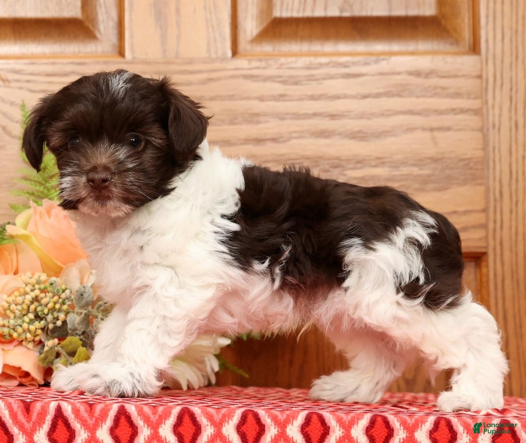 Havanese dogs for sale: Randy - Ad 6