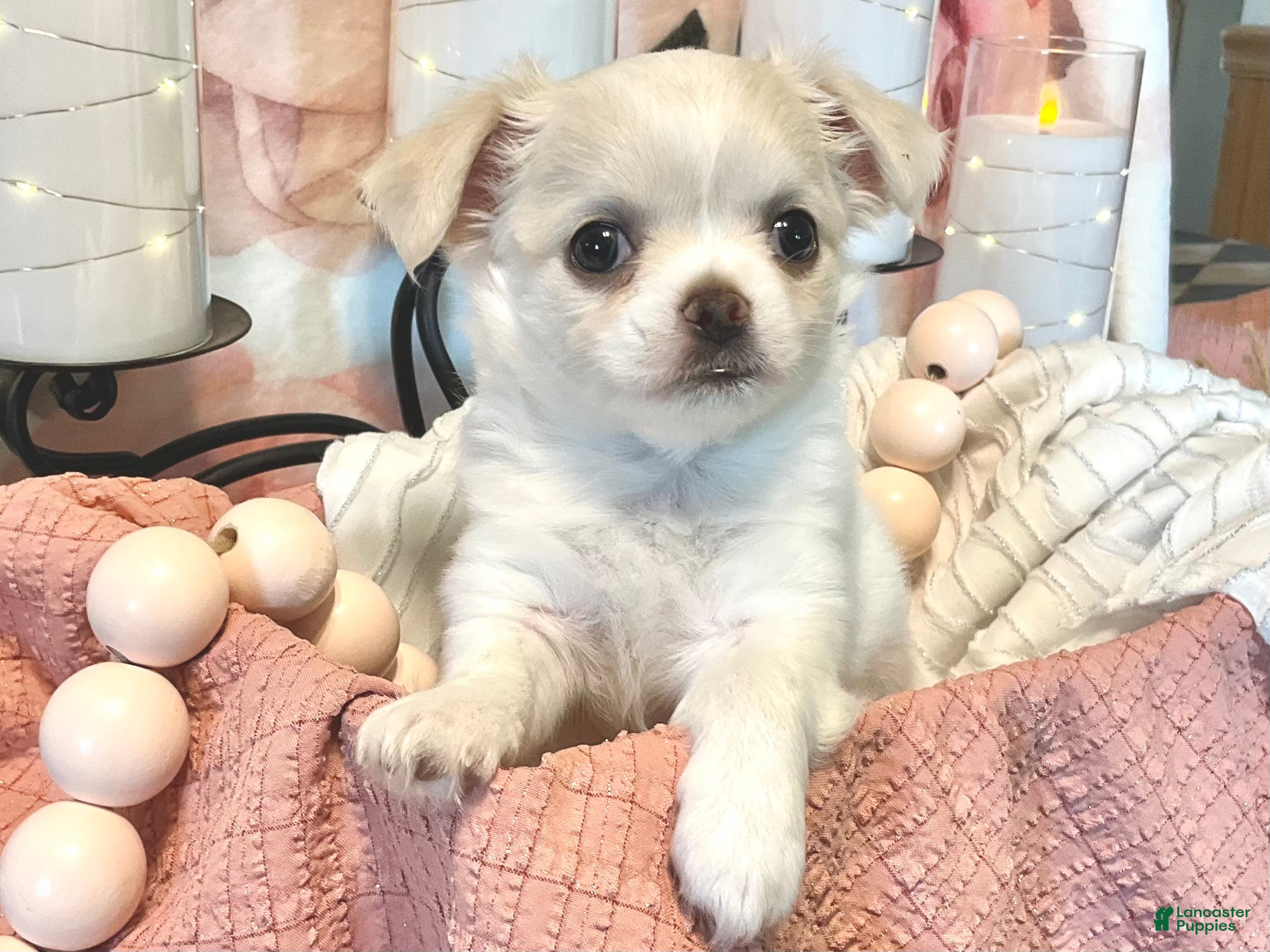 Chihuahua dogs Luna - Ad 2