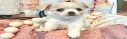 Chihuahua dogs for sale: Luna - Ad 2