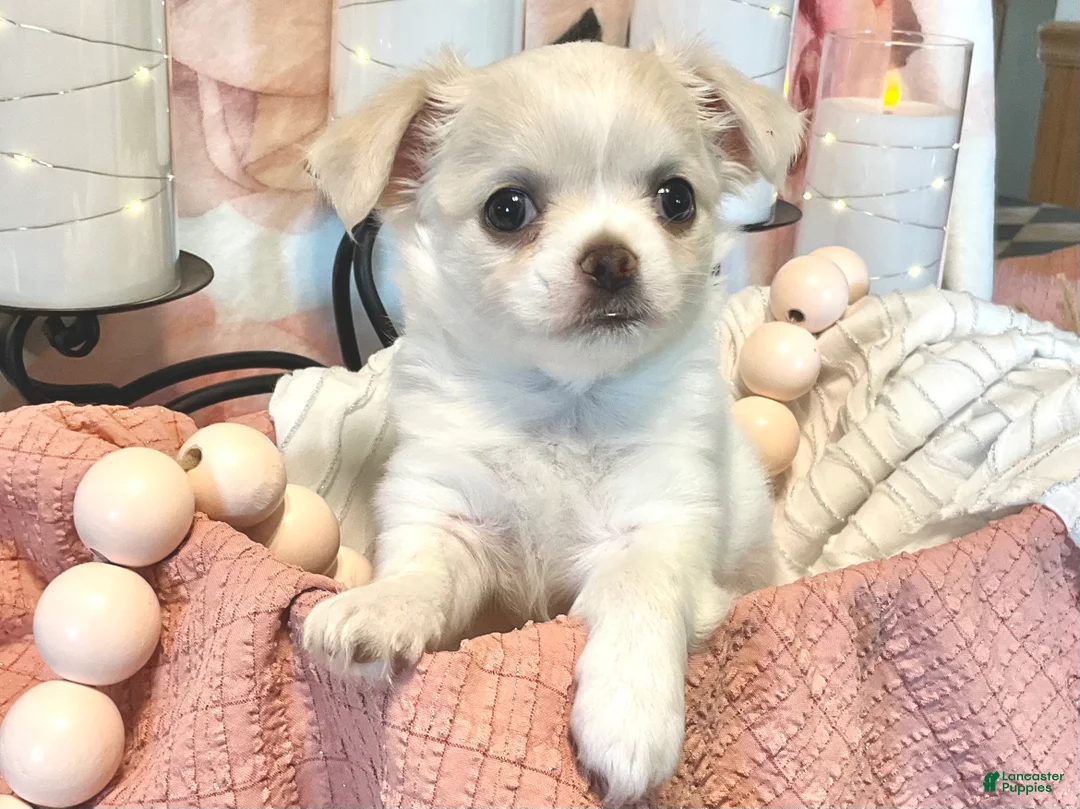 Chihuahua dogs for sale: Luna - Ad 2