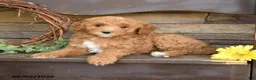 Mini Goldendoodle dogs for sale: Max - Ad 3