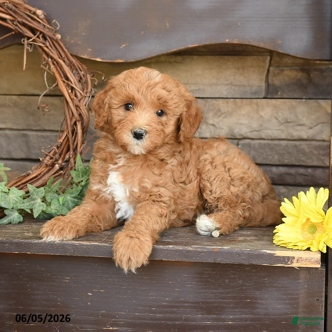 Mini Goldendoodle dogs for sale: Max - Ad 3