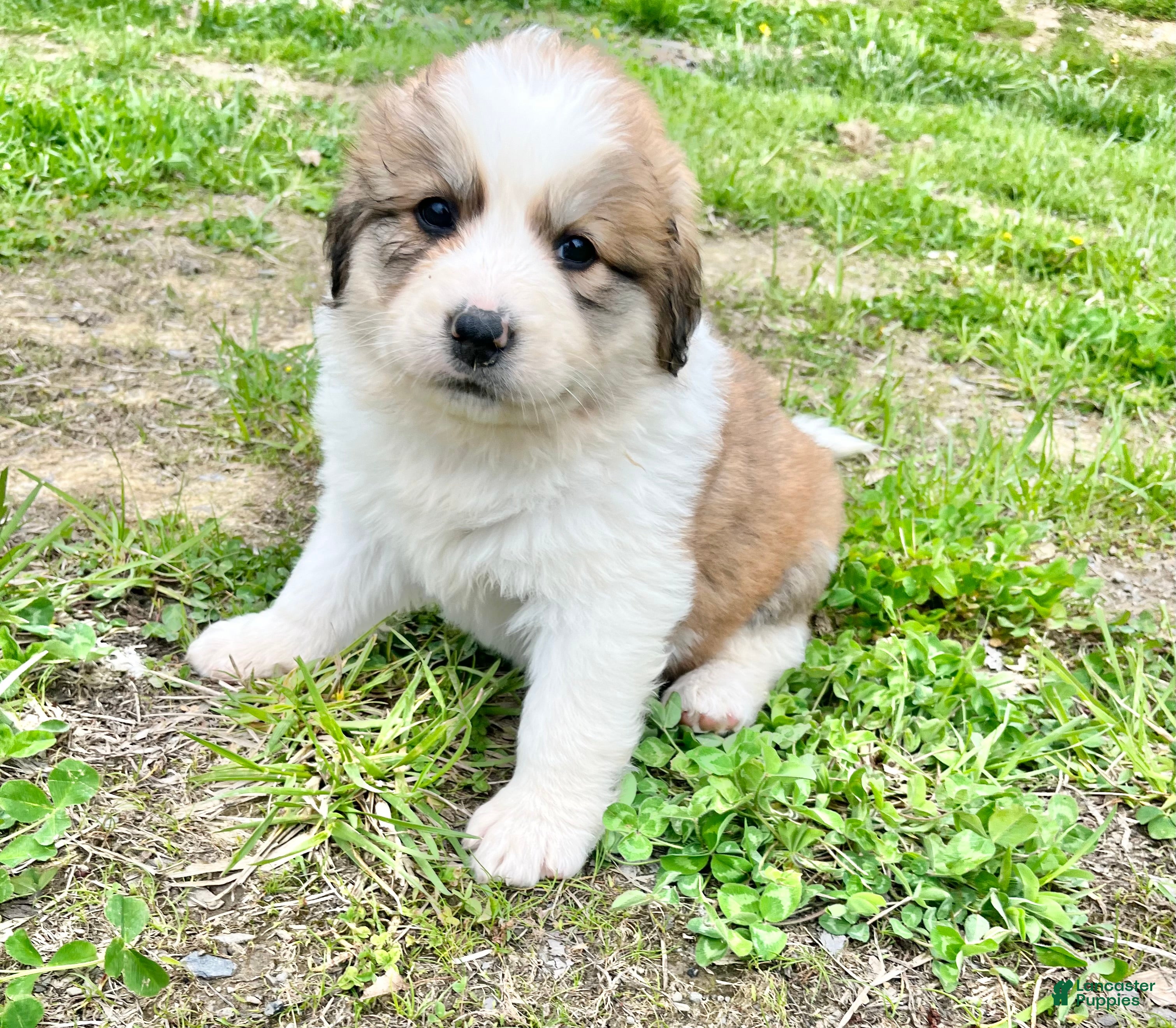 Mixed Breed dogs Lilly  - Ad 3