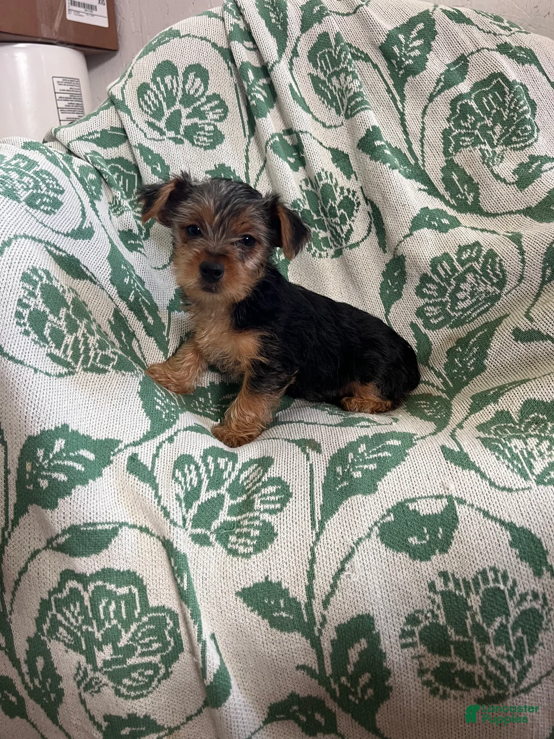 Yorkshire Terrier dogs for sale: Danny Boy - Ad 7