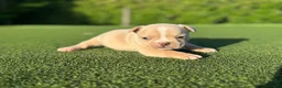 French Bulldog dogs for sale: Lizzy - Ad 3