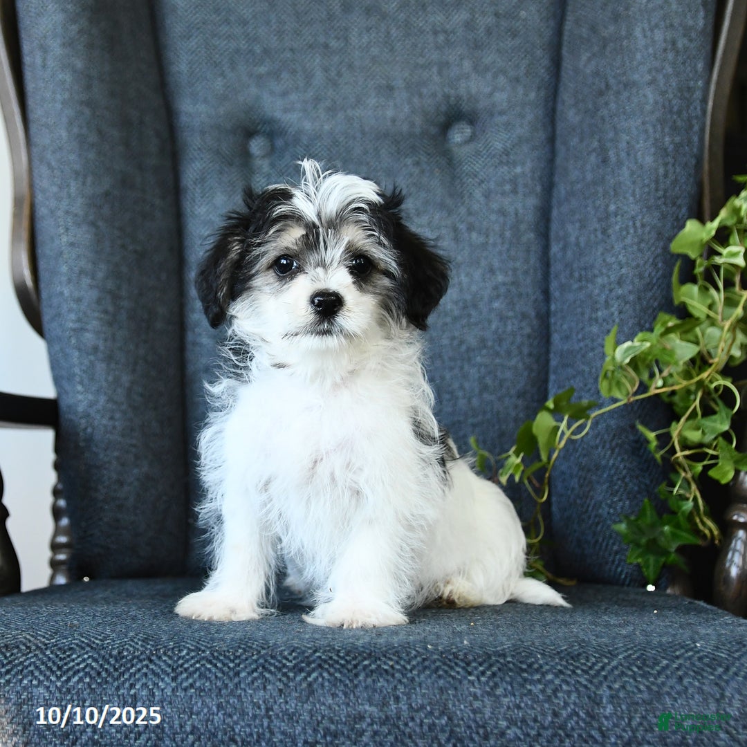 Morkie dogs for sale: Teddy - Ad 1