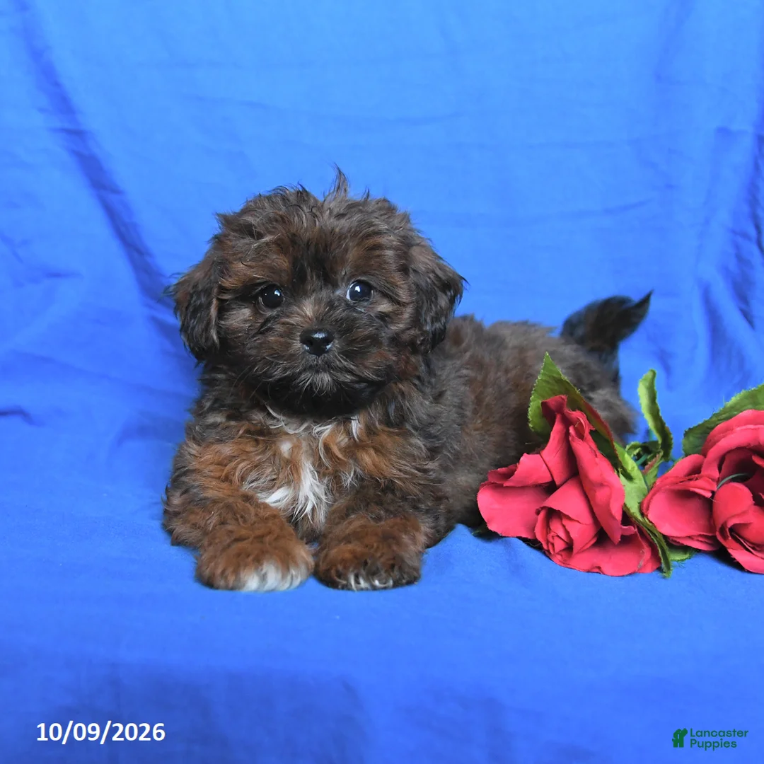 Shihpoo dogs for sale: Smores - Ad 3