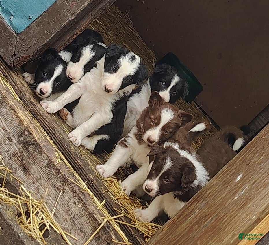 Border Collie dogs Alfie - Ad 1
