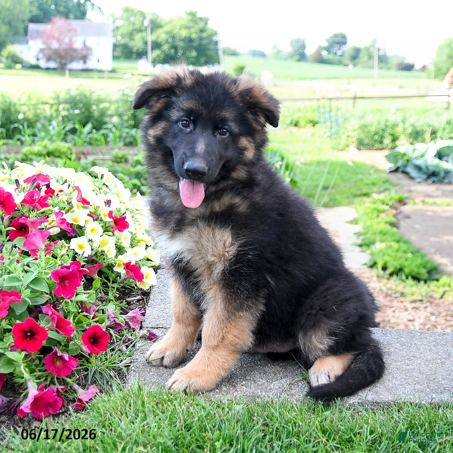 Mixed Breed dogs Ralph  - Ad 2