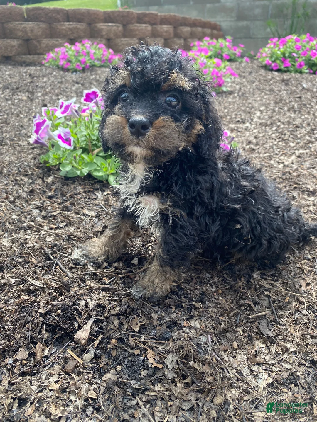 Cavapoo dogs for sale: Hank - Ad 8