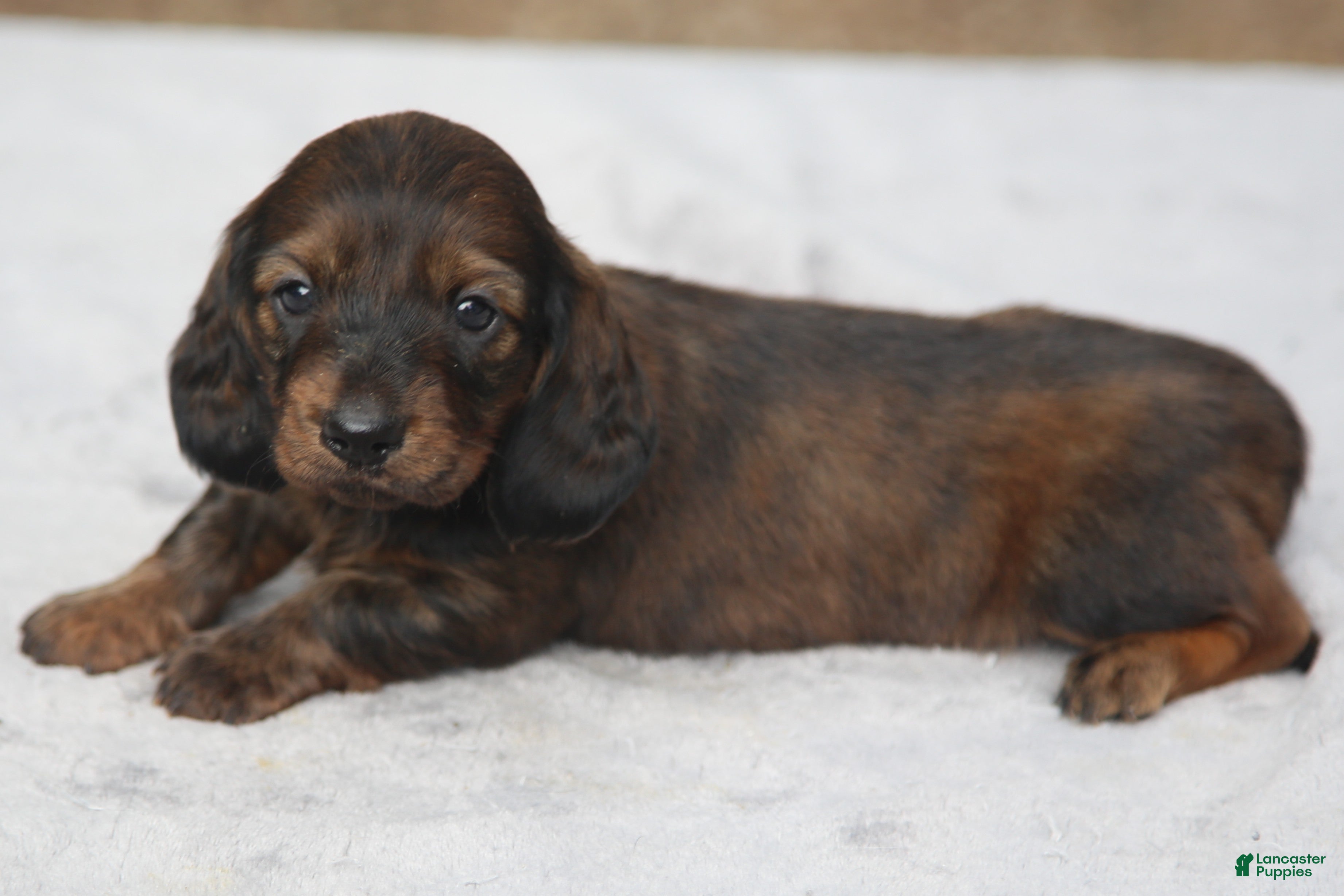 Dachshund dogs for sale: Reverse Red Brindle Longhair  - Ad 2