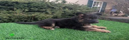 German Shepherd dogs for sale: Maverick - Ad 5