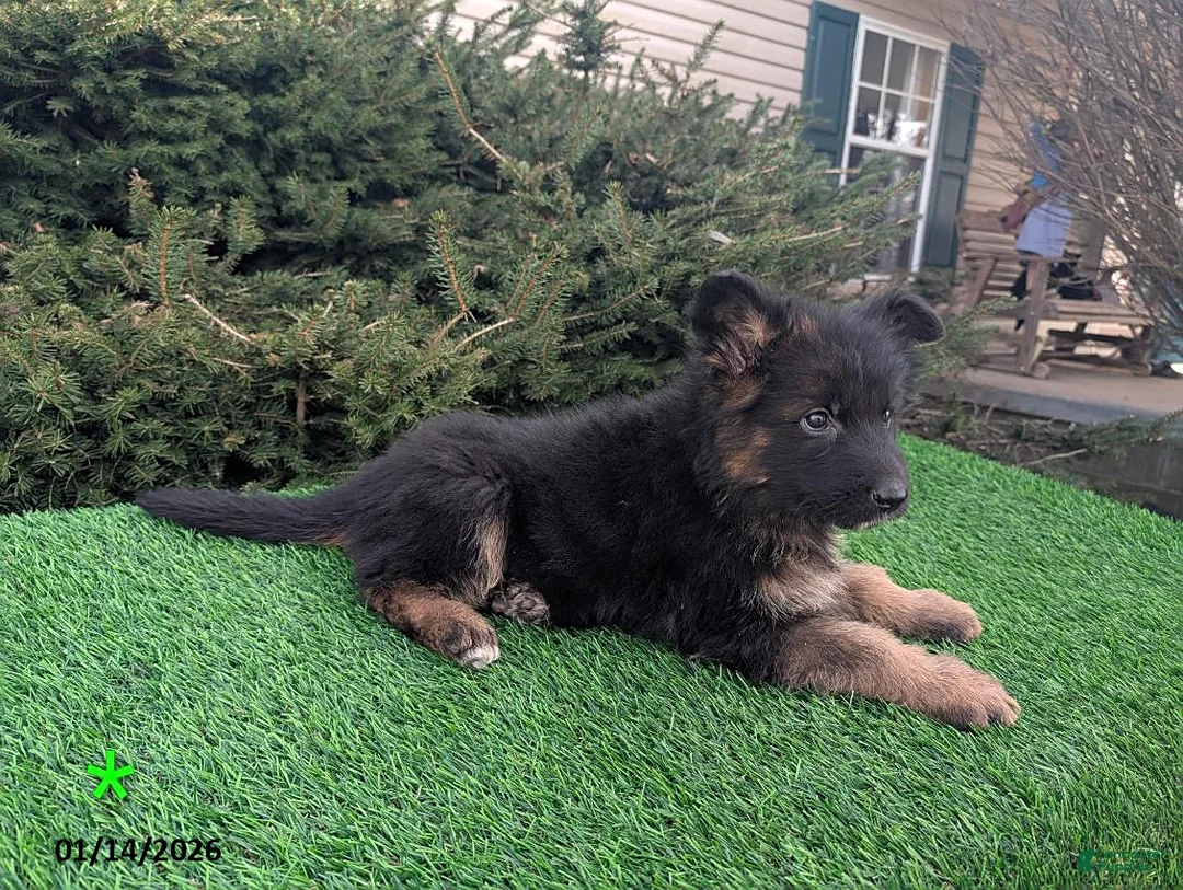 German Shepherd dogs for sale: Maverick - Ad 5
