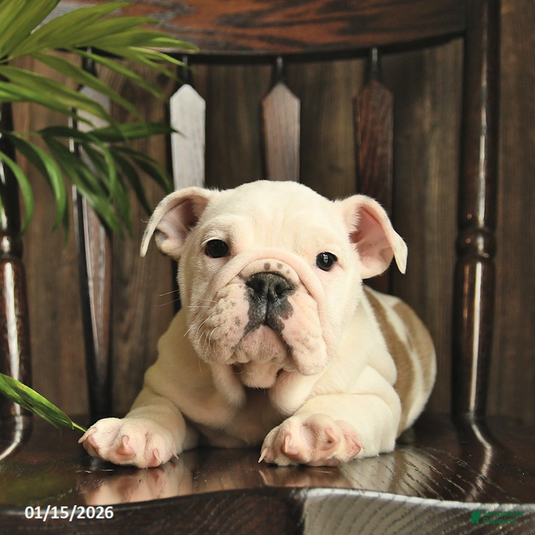 English Bulldog dogs for sale: Fern  - Ad 3