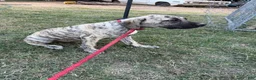 Mixed Breed dogs for sale: Shadow - Ad 4