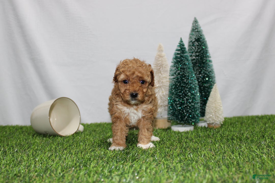 Toy Poodle dogs for sale: Adelle - Ad 1