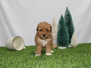 Toy Poodle dogs AKC Adelle(tiny) - Ad 31