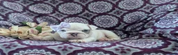 English Bulldog dogs for sale: Tyna - Ad 5
