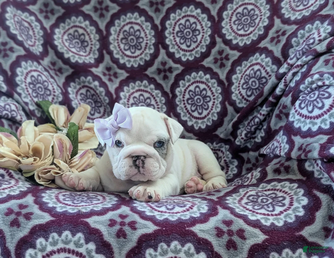 English Bulldog dogs for sale: Tyna - Ad 5