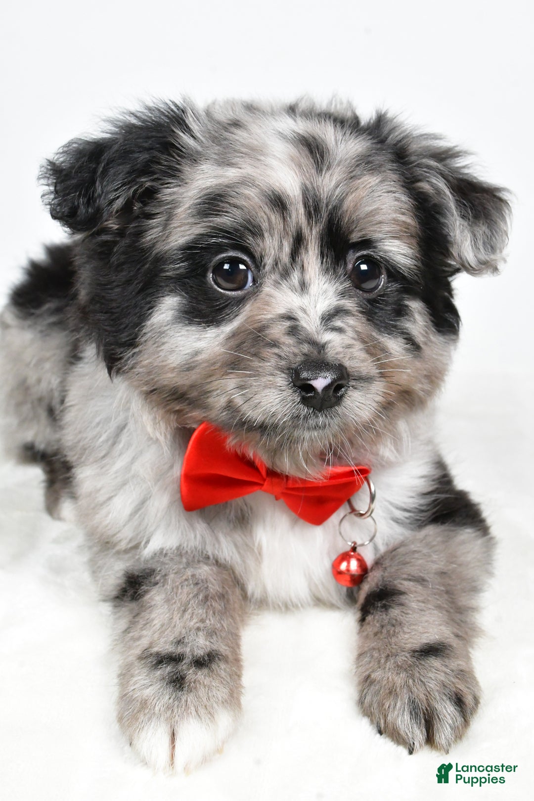 Mini Aussiedoodle dogs for sale: Blace - Ad 3