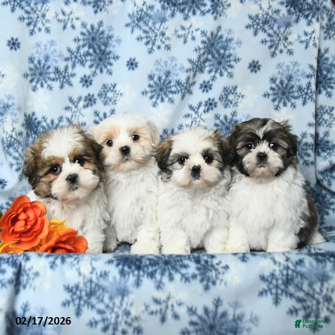 Teddy Bear dogs for sale: Monty - Ad 3