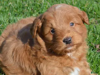 Mini Goldendoodle dogs for sale: Shaq - Ad 3