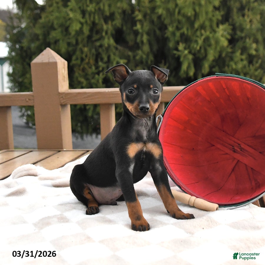 Miniature Pinscher dogs Twix - Ad 2