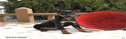 Miniature Pinscher dogs for sale: Twix - Ad 2