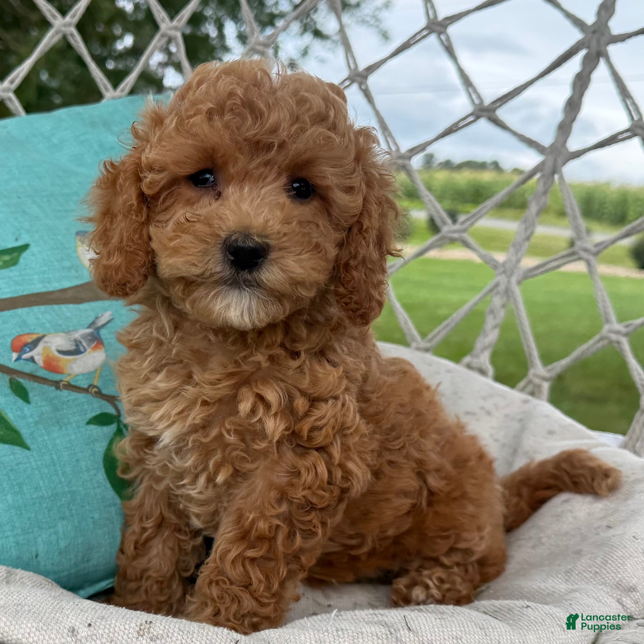 Cavapoo dogs Coco - Ad 2