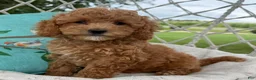 Cavapoo dogs for sale: Coco - Ad 2