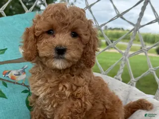 Cavapoo dogs Coco - Ad 2