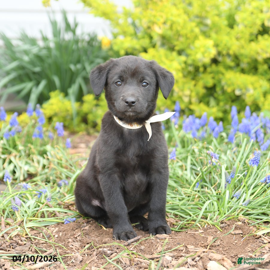 Mixed Breed dogs Cascade - Ad 2